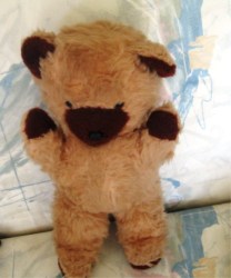 BEAR BG BROWN MAIN_02